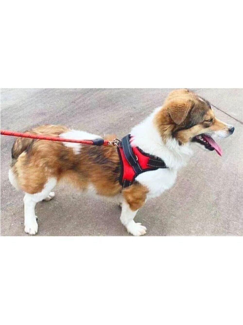 Easy Walk Dog Harness, Breathable, No Pull Adjustable Harness, Fluorescent Strip